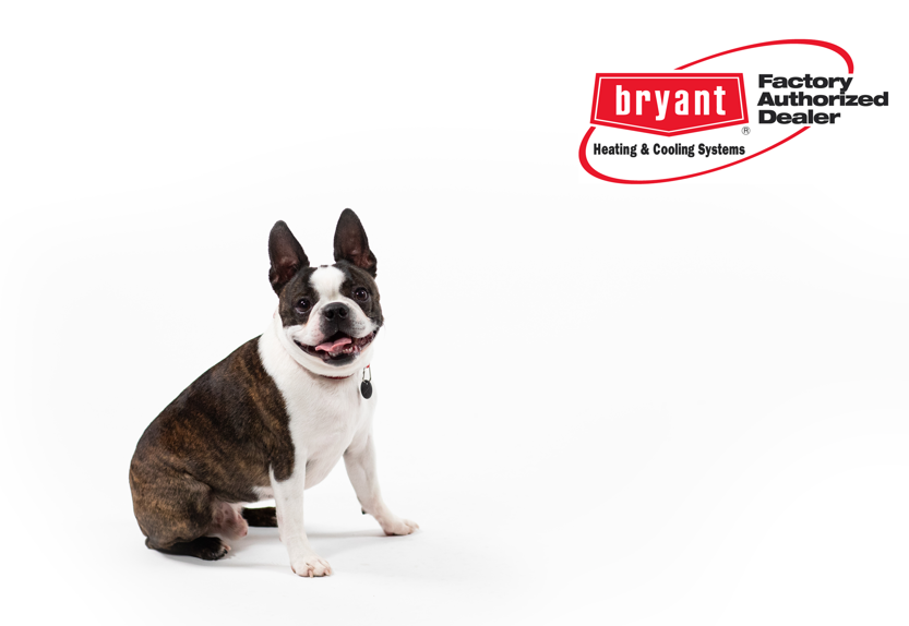 Bryant Factory Authorized Dealer seal beside a Boston terrier puppy.